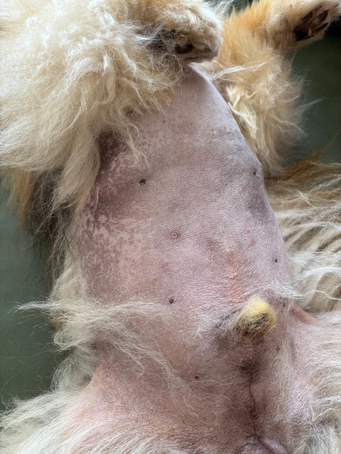 „Teddys“ Bauch ist bereits haarfrei.