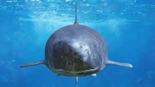 Der Grönlandhai ist in den kalten Gewässern des Nordatlantiks und der Arktis zu Hause.