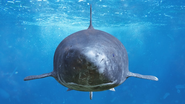 Der Grönlandhai ist in den kalten Gewässern des Nordatlantiks und der Arktis zu Hause.