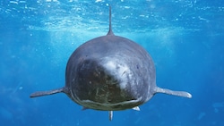 Der Grönlandhai ist in den kalten Gewässern des Nordatlantiks und der Arktis zu Hause.