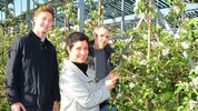 Blühende Bäume unter PV-Anlagen: das Projekt funktioniert in Pöchlarn perfekt.