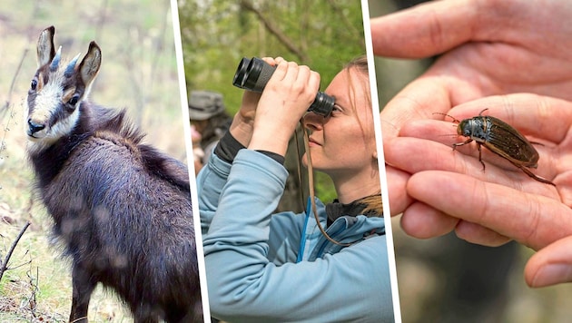 Biologie-Studierende der Universität Graz auf Spurensuche am Plabutsch: Die Artenvielfalt ist ...