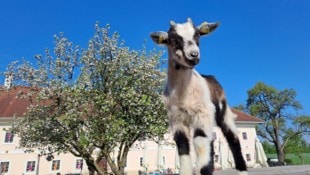 Auch Ziegen und Esel fühlen sich am Sumerauerhof wohl. 