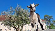 Auch Ziegen und Esel fühlen sich am Sumerauerhof wohl. 