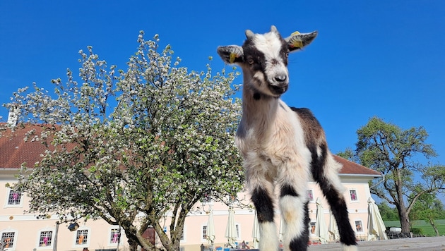 Auch Ziegen und Esel fühlen sich am Sumerauerhof wohl.