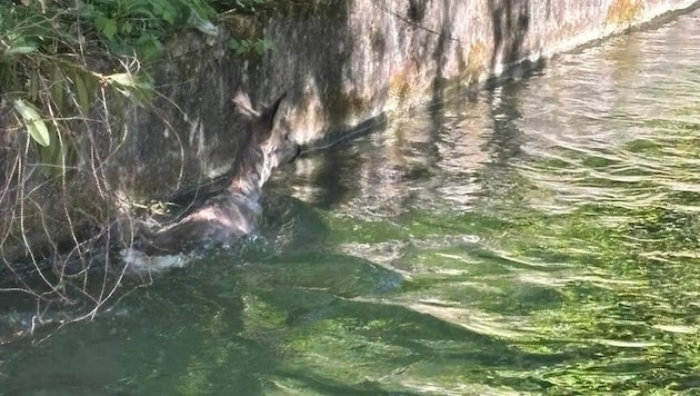 Der junge Rehbock hatte keine Chance, die steilen Betonwände selbst hinaufzuklettern.