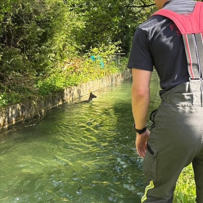 Das Rehkitz war völlig hilflos.