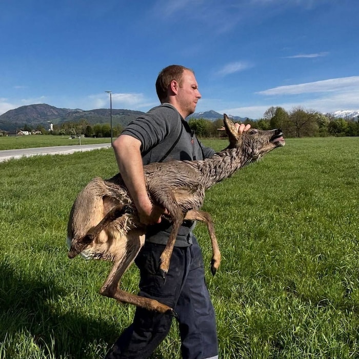 Das Tier wurde in ein nahegelegenes Waldgebiet mit angrenzender Lichtung transportiert und dort ...