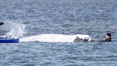 Buckelwal „Tiimmy“ hat sich vor mehr als drei Wochen in die Wismarer Bucht vor der Ostsee-Insel ...