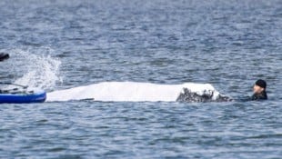Buckelwal „Tiimmy“ hat sich vor mehr als drei Wochen in die Wismarer Bucht vor der Ostsee-Insel ...