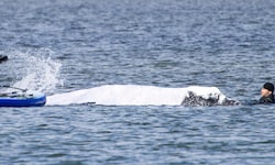 Buckelwal „Tiimmy“ hat sich vor mehr als drei Wochen in die Wismarer Bucht vor der Ostsee-Insel ...