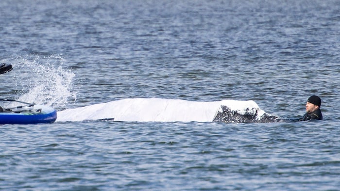 Immer wieder nähern sich Helferinnen und Helfer.