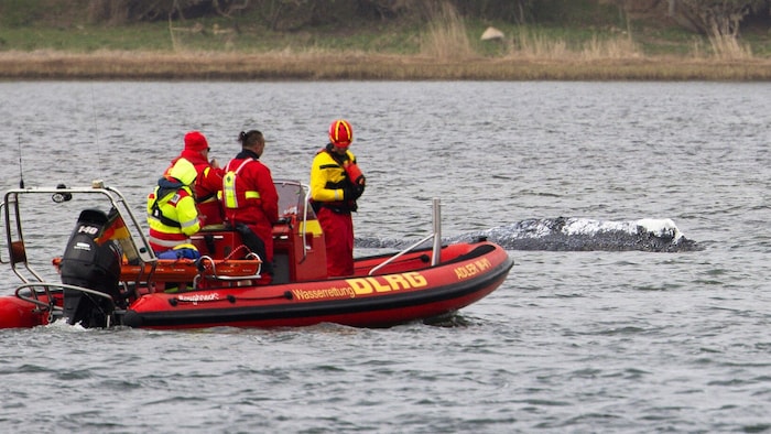 Buckelwal „Timmy“ lag am Freitag ruhig im Wasser.