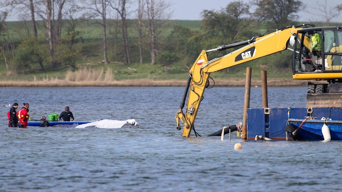 Ein Lastkahn soll dabei helfen, das Tier in den Atlantik zu bringen.