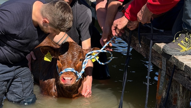 Mit vereinten Kräften wurde das Tier aus dem See gebracht.