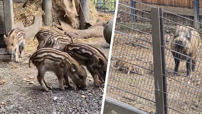 Die kleinen Wildschweine zeigen sich bereits äußerst aktiv.