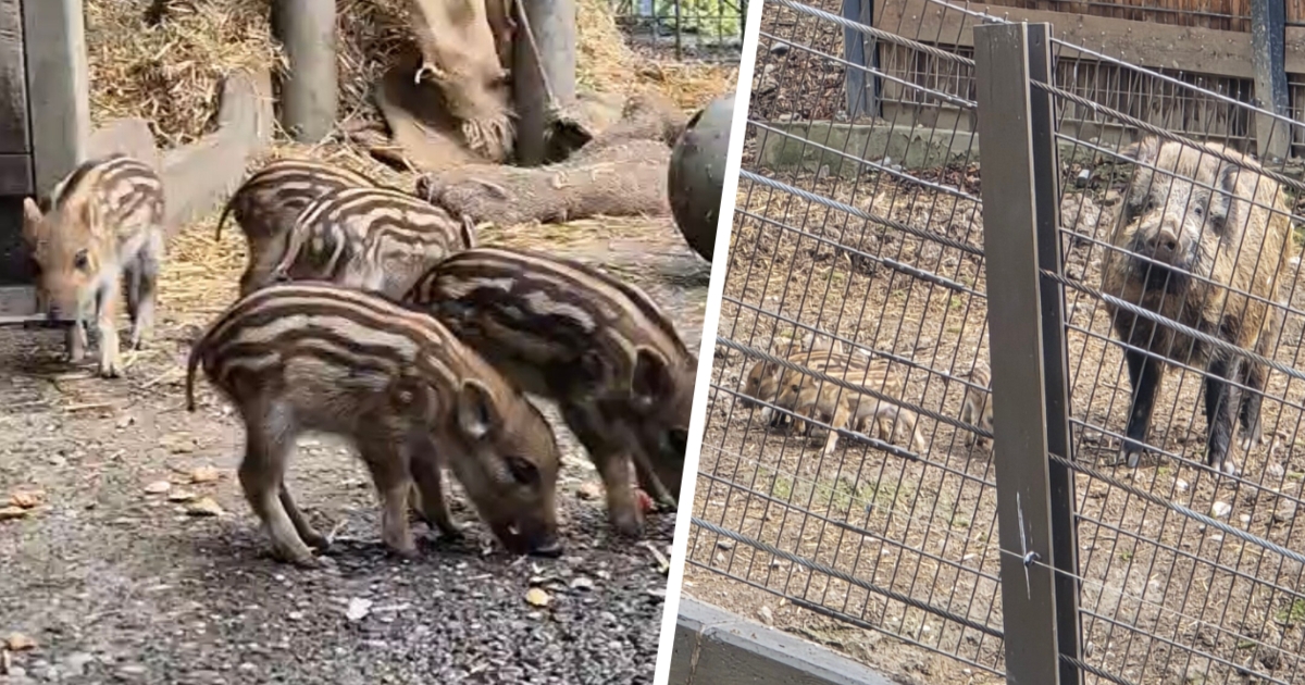 Alpenzoo-Frischlinge - Grunz! Niedlicher Nachwuchs bei den ...