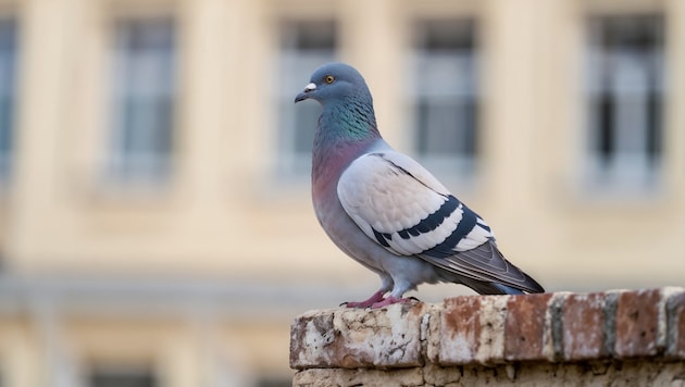 Das Ziel des Schützen: Tauben. Einen Vogel traf der Mann sogar tödlich (Symbolbild).