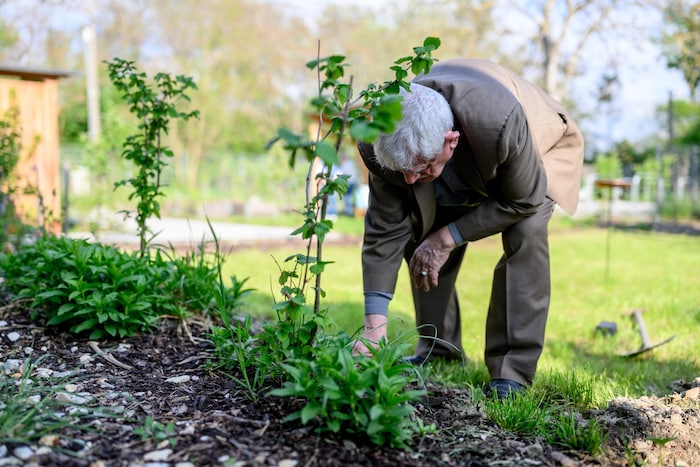 „Es ist wunderschön hier“: Mustafa (76) gartelt gerne.