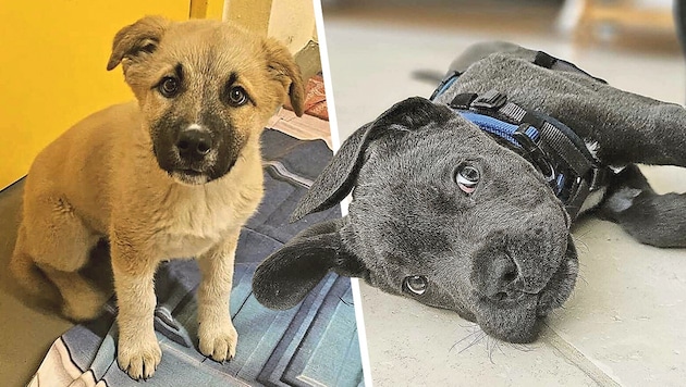 „Flash“ (li.) und „Groot“ fanden eine Abnehmerin – dann konnte eine Dame die folgenden ...