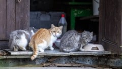 Die beiden Tierfreunde haben mittlerweile für jede Katze einen Namen