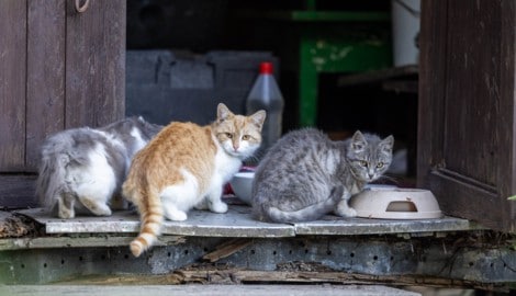 Die beiden Tierfreunde haben mittlerweile für jede Katze einen Namen