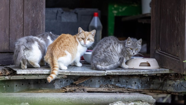 Die beiden Tierfreunde haben mittlerweile für jede Katze einen Namen