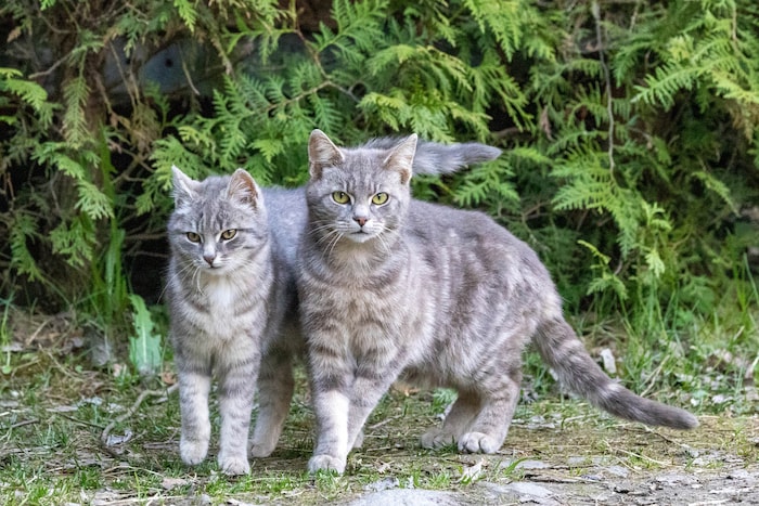 Diese beiden Miezen sind Geschwister und immer gemeinsam unterwegs