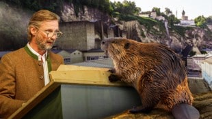 Landesjägermeister Max Mayr-Melnhof zeigte sich empört, dass ein Biber Mitte März ohne Wissen ...