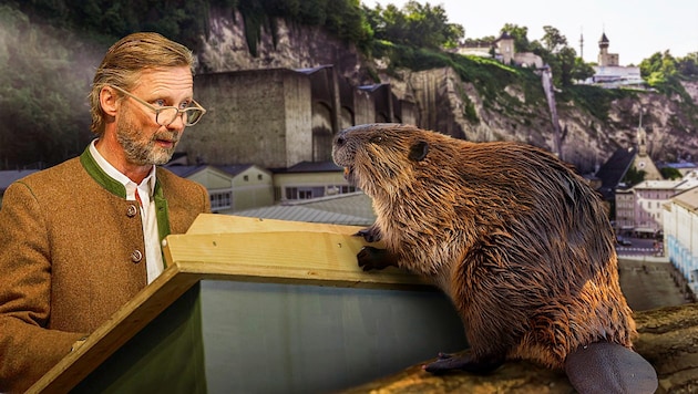 Landesjägermeister Max Mayr-Melnhof zeigte sich empört, dass ein Biber Mitte März ohne Wissen ...