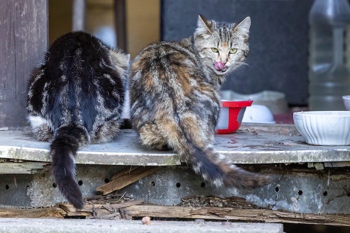 Die Katzen sind aber äußerst scheu. Beim „Krone“-Fotograf wollten sie sich erst kaum zeigen, ...