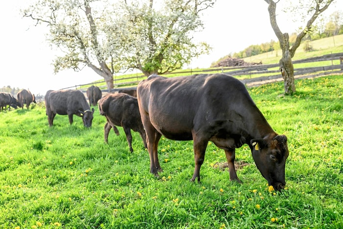 Wagyu-Rinder im Freilauf: Natürlicher geht es kaum . . .