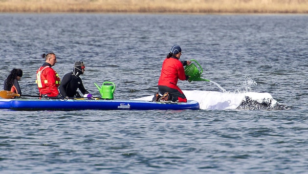 Der Buckelwal befindet sich in einem miserablen Gesundheitszustand. Nun soll ein allerletzter ...