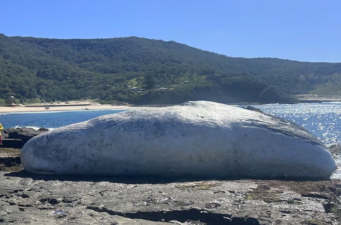 Für Menschen grauslich, für Haie ein Festmahl: der tote Pottwal am Era Beach.