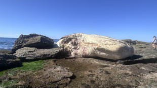 Für die Menschen einfach nur ekelhaft – für Haie ein Festmahl: Ein Pottwal-Kadaver wurde am Era ...