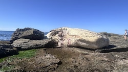 Für die Menschen einfach nur ekelhaft – für Haie ein Festmahl: Ein Pottwal-Kadaver wurde am Era ...