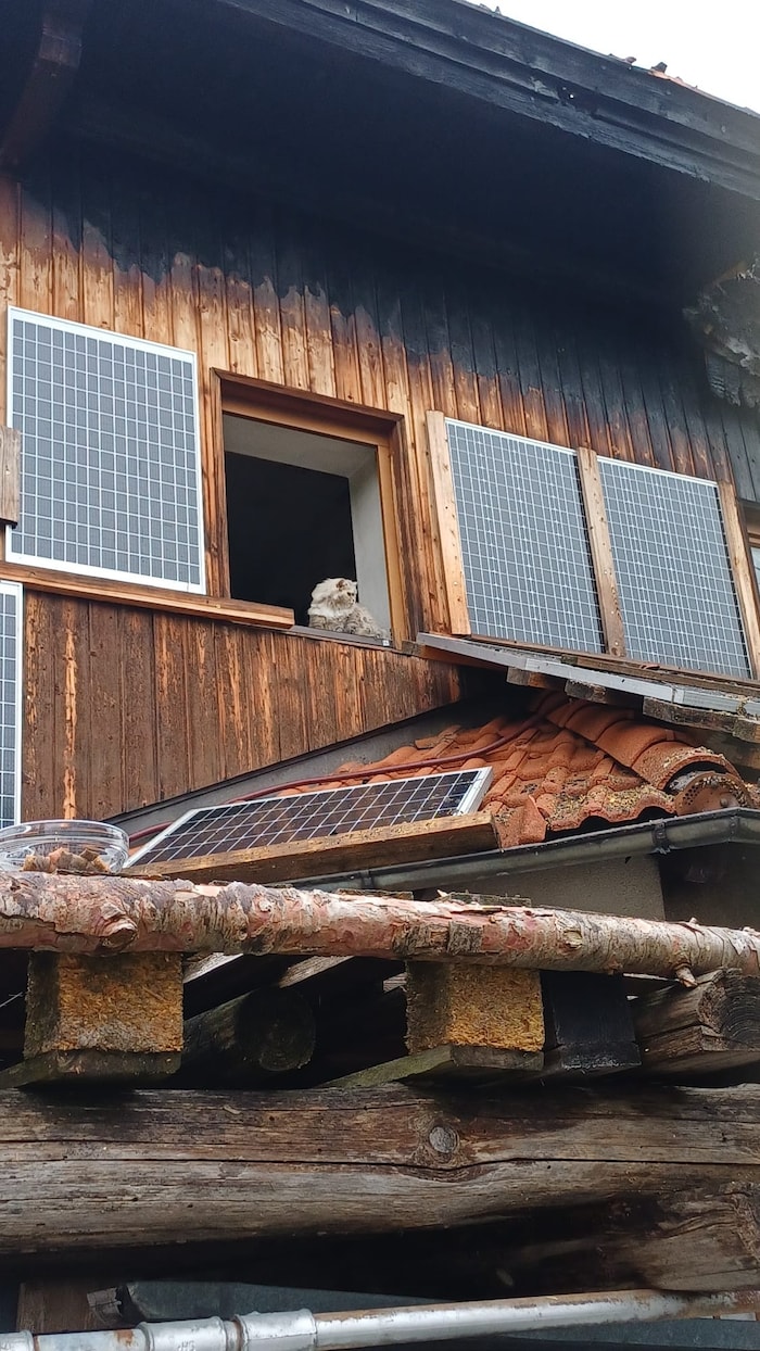 Katze „Mincki“ in der Brandruine