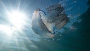 Die Lungenqualle ist im Mittelmeer weit verbreitet (Symbolbild).