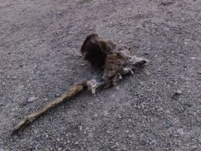 Unangenehmer Anblick: Überreste eines Rehes lagen tagelang auf der selbe Stelle.