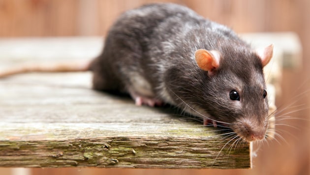 Eine Hausratte – wohl viel niedlicher als seine etwas größeren Verwandten, die gerne im ...