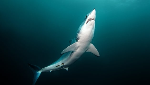 Ein Makohai hat ein Boot in Süditalien gerammt.