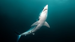 Ein Makohai hat ein Boot in Süditalien gerammt.