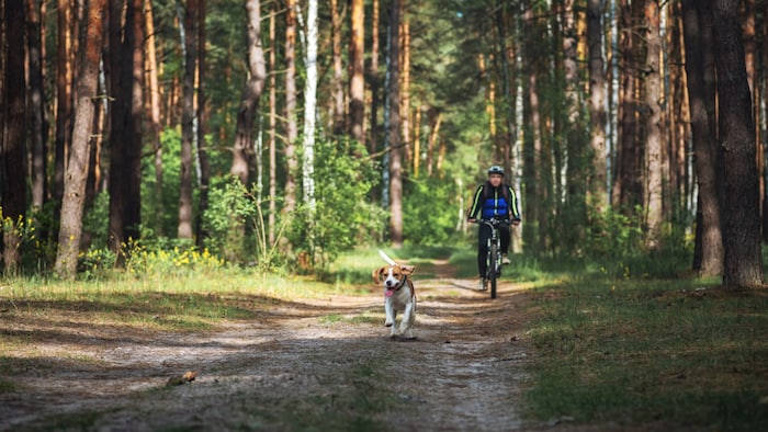 Unangeleint im Wald: für Wildtiere ein lebensgefährliches Problem.