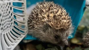 Putzig, aber gefährdet – Igel stehen auf der Roten Liste. 