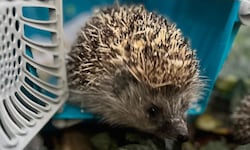 Putzig, aber gefährdet – Igel stehen auf der Roten Liste. 