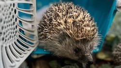 Putzig, aber gefährdet – Igel stehen auf der Roten Liste. 