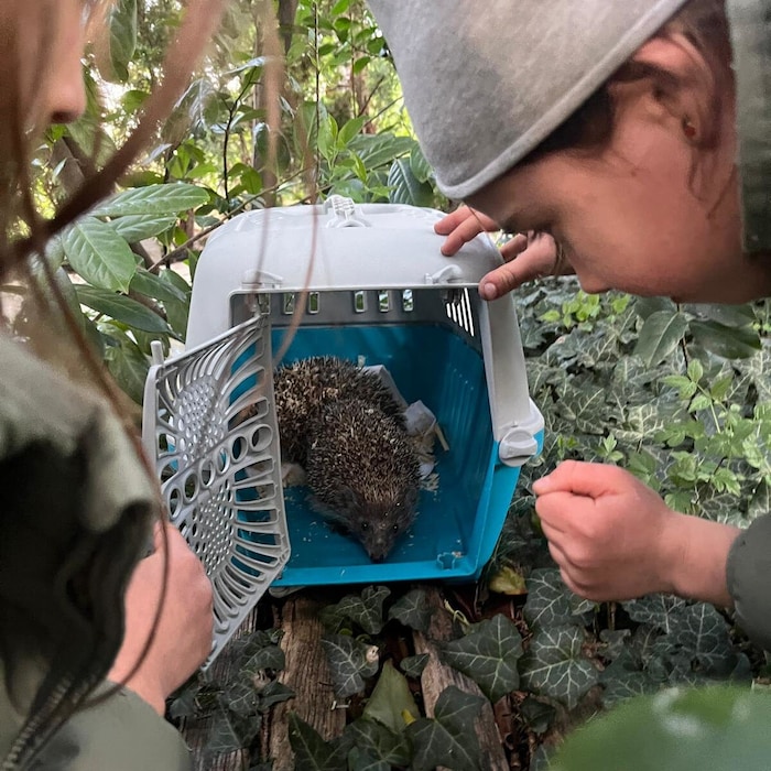 Helfer brachten 250 Igel zurück in die freie Wildbahn.
