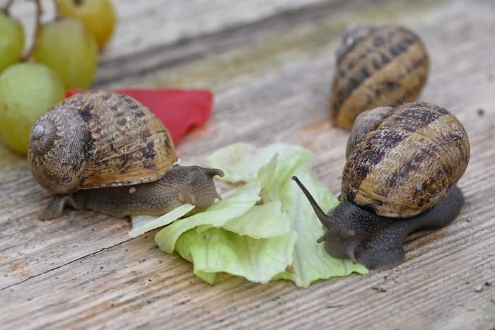 Am liebsten mögen sie überreifes Obst und Gemüse.
