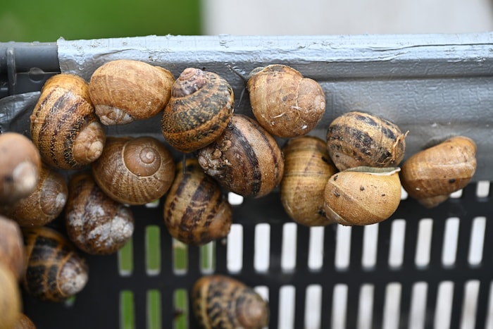 Wie viele es genau sind, kann nur geschätzt werden.