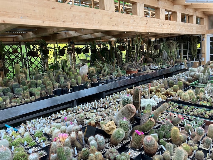 Auch Kakteen können im Gasthof Krall erworben werden.
